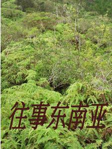 闯入缅北的一群人电影