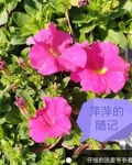 萍萍的随记